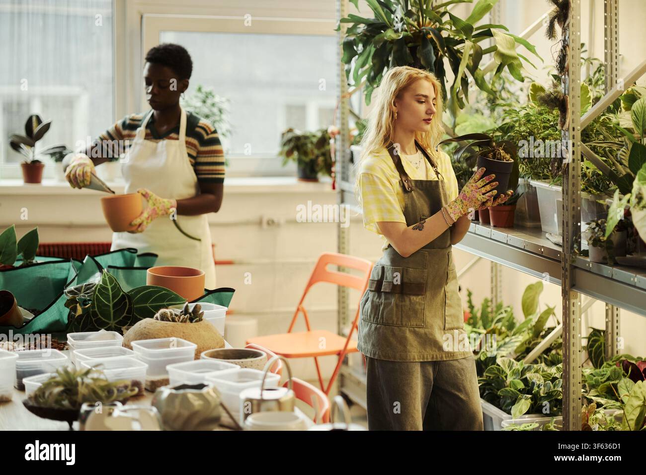 Verschiedene junge Frauen arbeiten in einer Baumschule, eine kaukasische Frau hält eine Topfpflanze, während eine afroamerikanische Kollegin im Hintergrund arbeitet, ideal für das Marketing kleiner Unternehmen Stockfoto