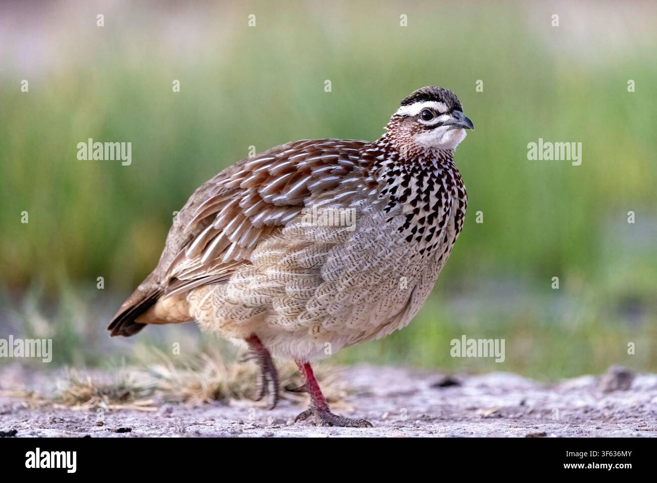 Hauben-Frankolin (Ortygornis sephaena) - Onkolo Hide, Onguma Game Reserve, Namibia, Afrika Stockfoto