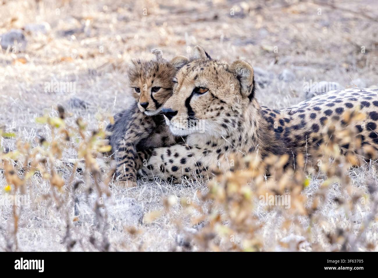 Mutter-Gepard (Acinonyx jubatus) und Junges - Onguma Game Reserve, Namibia, Afrika Stockfoto