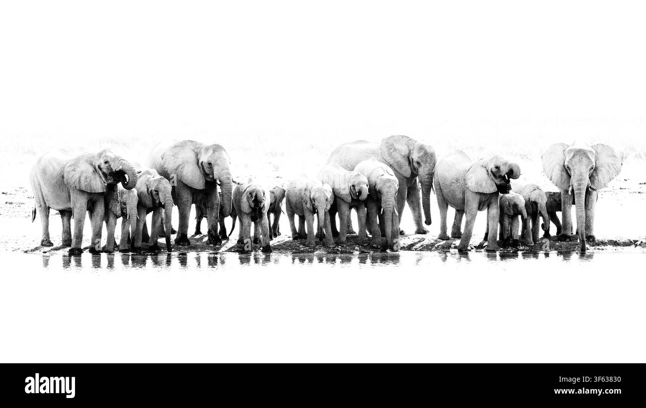 Herde von Afrikanischen Elefanten (Loxodonta africana) trinkt am Wasserloch des Ontalelo Outposts - Gondwanas King Nehales Private Hide - Etosha Nationalpark Stockfoto