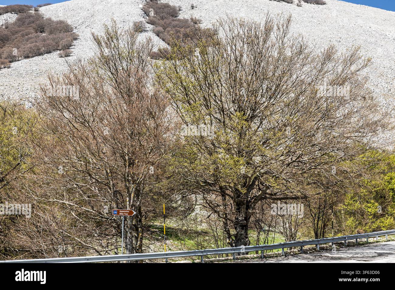 Bäume in den Apenninen entlang der Appennino Bike Tour-Route unter einem Felsabhang im Frühling. Piano Battaglia, Sizilien, Italien Stockfoto