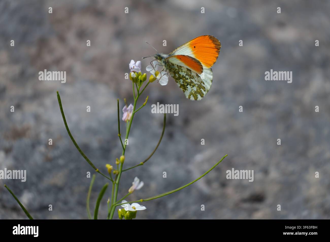 Anthocharis cardamines auf einer Blume, die den Erhalt von Bestäubern und der natürlichen Ökologie repräsentiert. Stockfoto