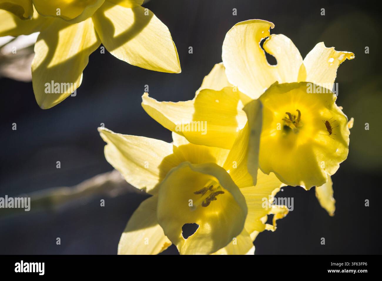 wildes Narzissen (Narcissus pseudonarcissus), auch bekannt als Osterglockenblume, Blüte gegen das Licht Stockfoto