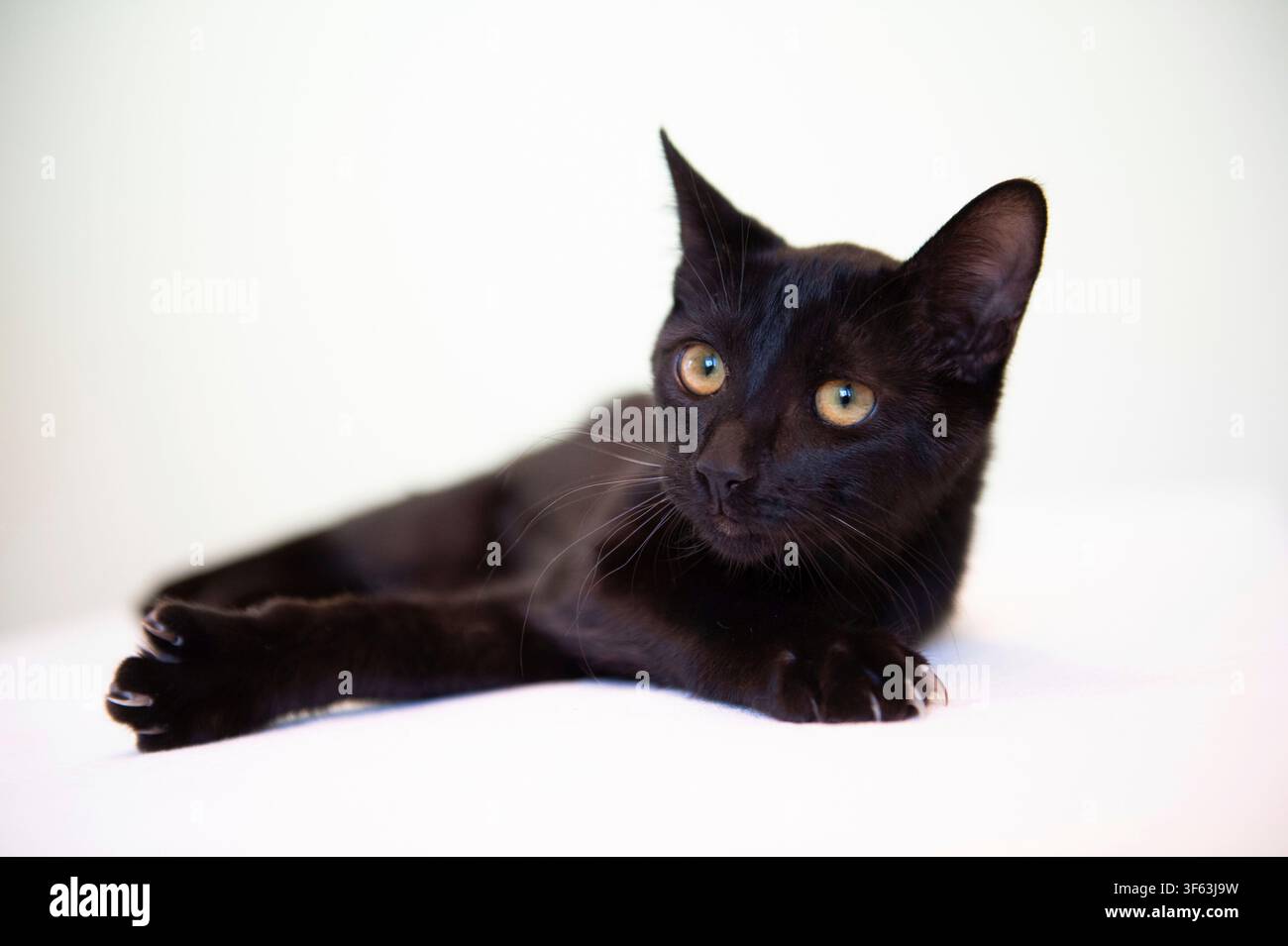 Porträt einer jungen schwarzen europäischen Kurzhaarkatze Stockfoto