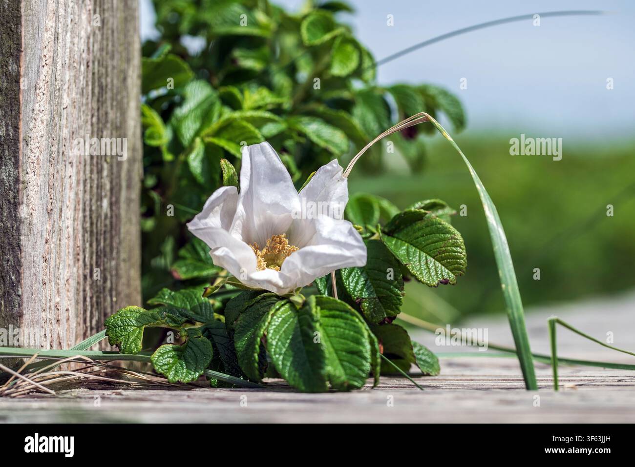 Strand-rose Stockfoto