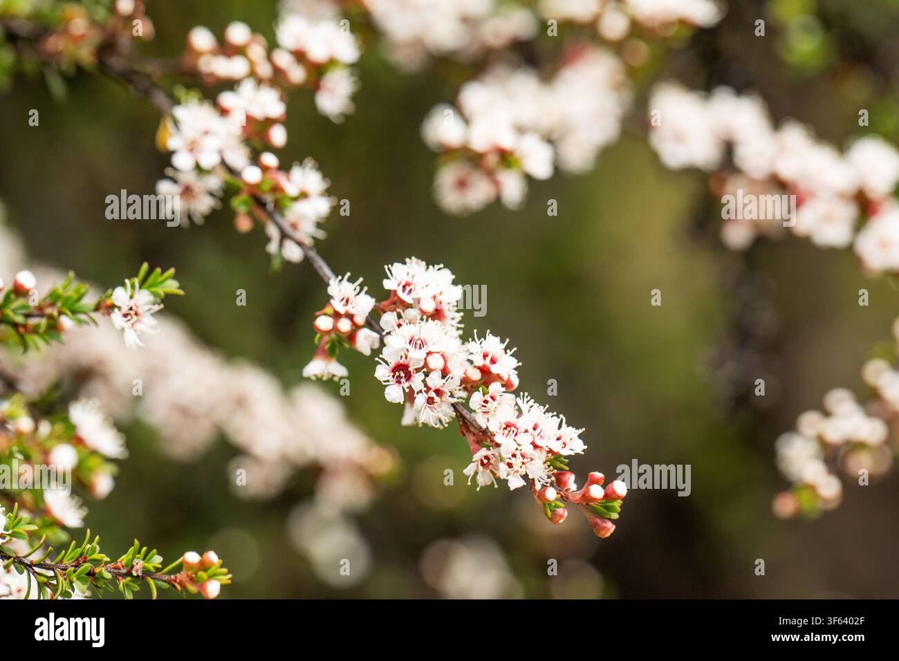 Weiße Manuka-Blüten Leptospermum scoparium blühen im neuseeländischen Buschland Stockfoto
