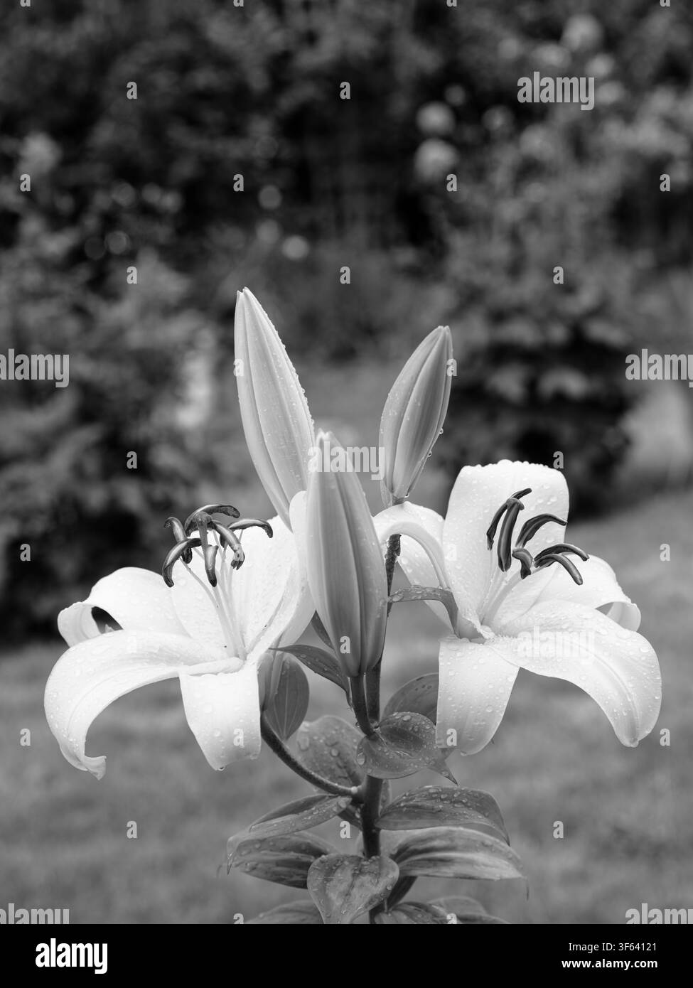 Lilie (Lilium) Stockfoto