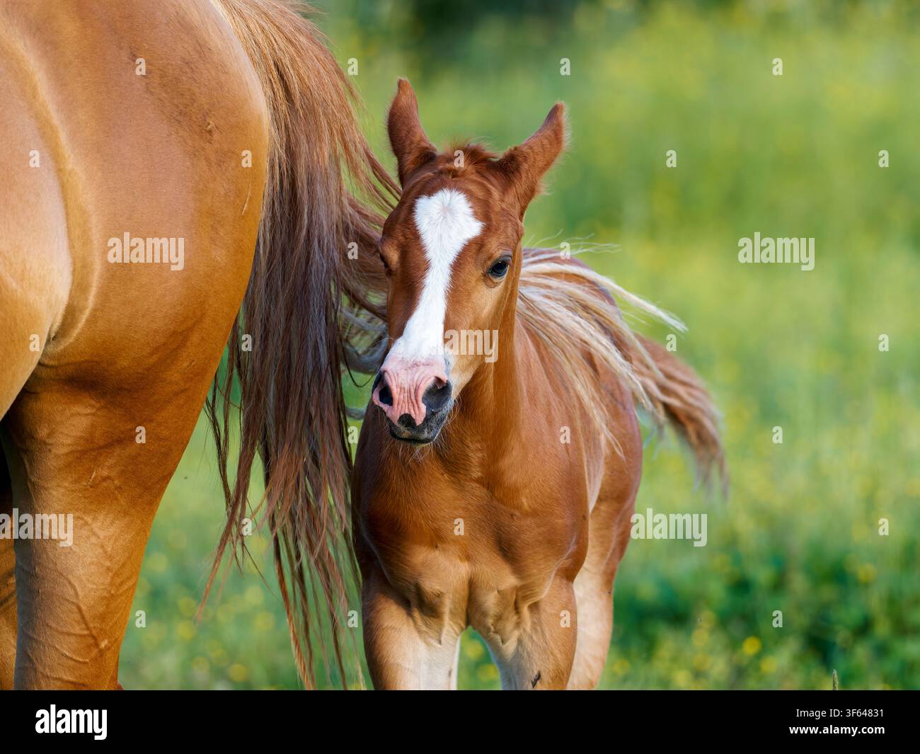 Stute und Fohlen (Equus caballus) zusammen in Rosnay, Frankreich Stockfoto