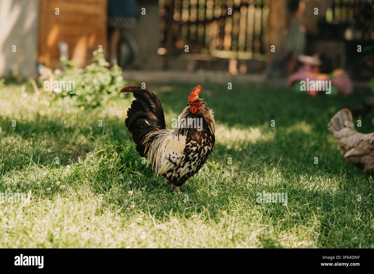 Bunter Hahn steht auf sonnenbeschienenen Gras in einem rustikalen Hinterhof mit weicher, unscharfer Farmkulisse im Hintergrund Stockfoto