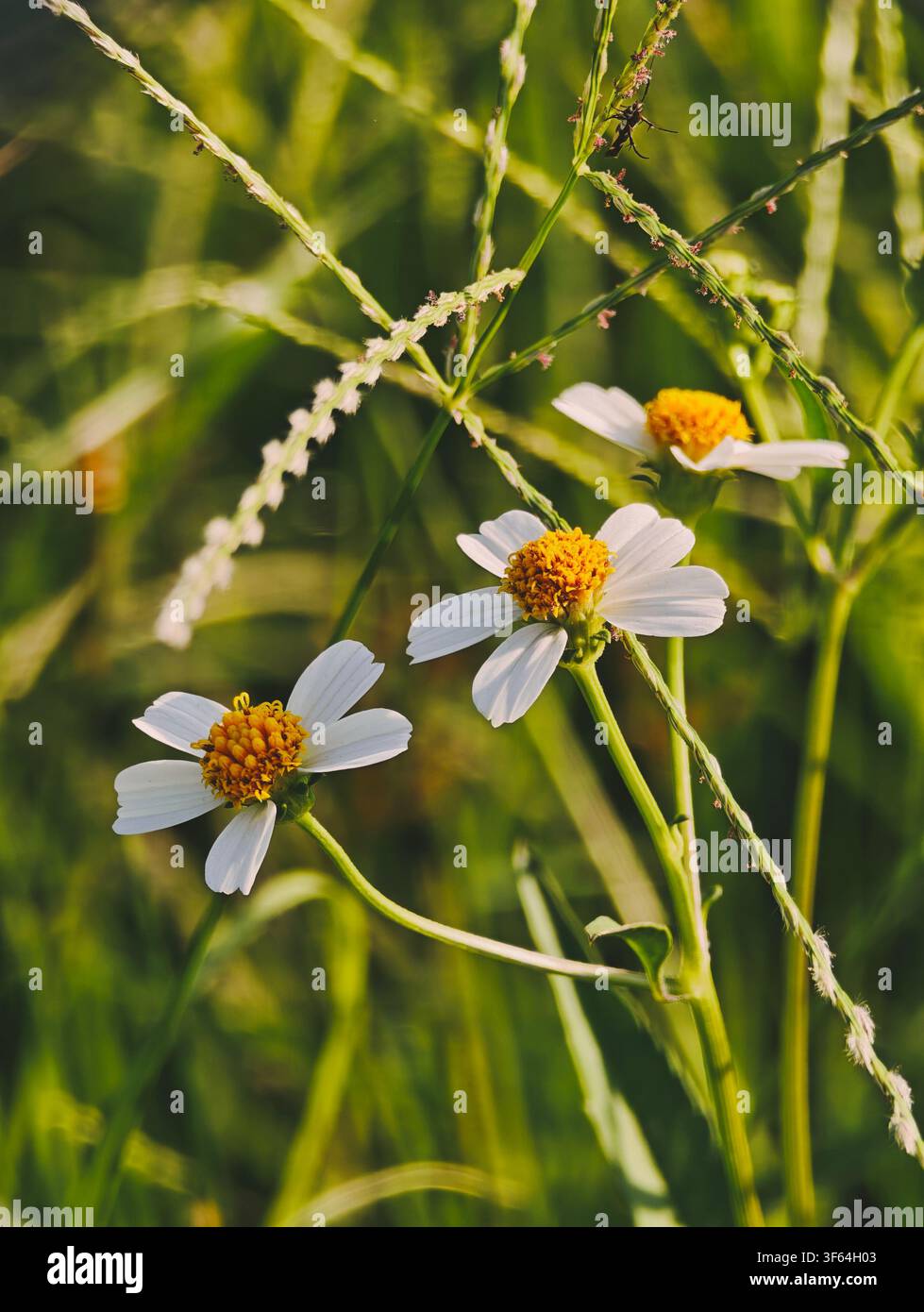 Wildblumen - Smartphone-aufgenommenes Stockfoto