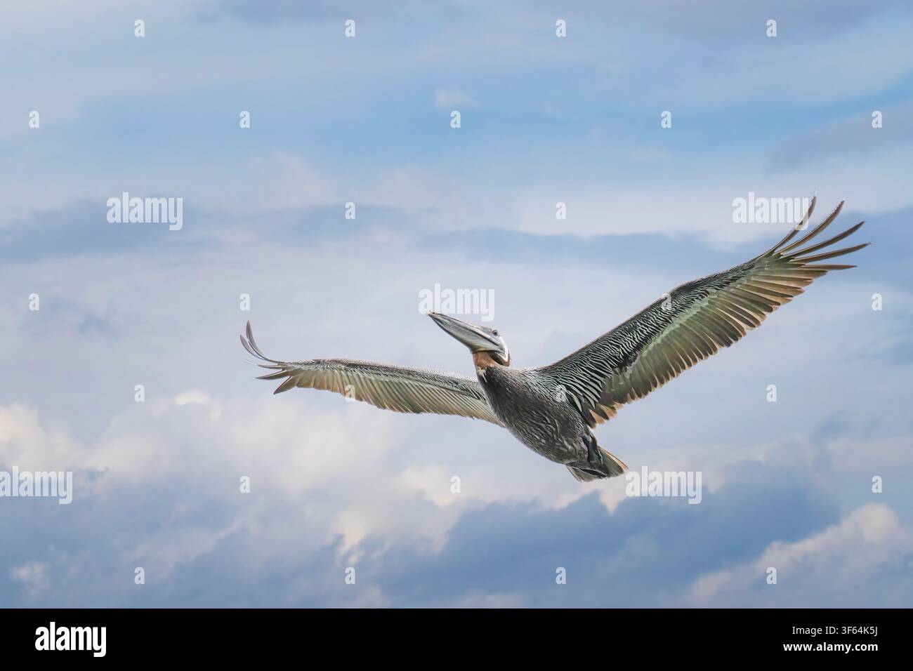 Brauner Pelikan fliegt am frühen Morgen über Stockfoto