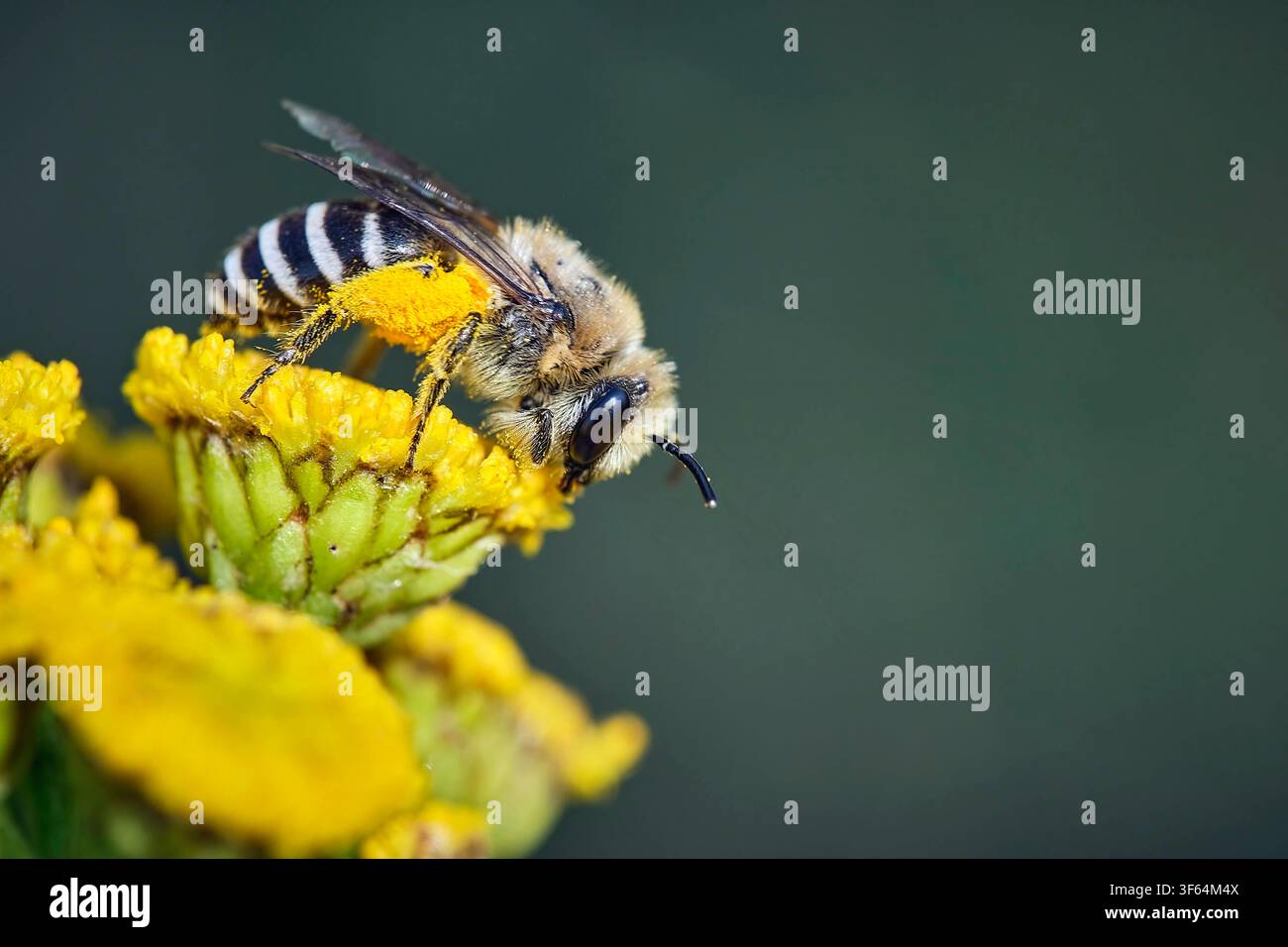 Gemeine Seidenbiene Colletes daviesanus . Gemeine Seidenbiene Colletes daviesanus . 20260727MIC0193 *** Gemeine Seidenbiene Colletes daviesanus Gemeine Seidenbiene Colletes daviesanus 20260727MIC0193 Stockfoto