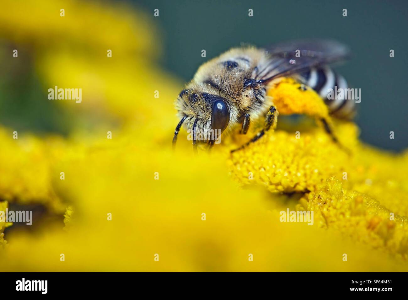 Gemeine Seidenbiene Colletes daviesanus . Gemeine Seidenbiene Colletes daviesanus . 20260727MIC0153 *** Gemeine Seidenbiene Colletes daviesanus Gemeine Seidenbiene Colletes daviesanus 20260727MIC0153 Stockfoto