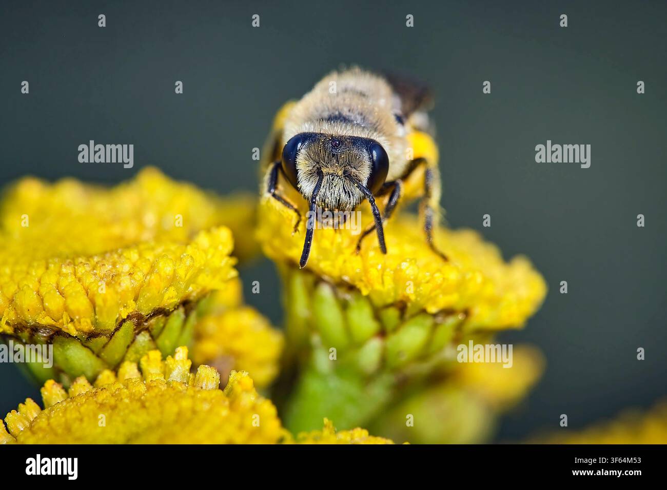 Gemeine Seidenbiene Colletes daviesanus . Gemeine Seidenbiene Colletes daviesanus . 20260727MIC0212 *** Gemeine Seidenbiene Colletes daviesanus Gemeine Seidenbiene Colletes daviesanus 20260727MIC0212 Stockfoto