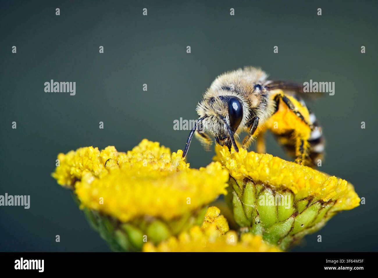 Gemeine Seidenbiene Colletes daviesanus . Gemeine Seidenbiene Colletes daviesanus . 20260727MIC0201 *** Gemeine Seidenbiene Colletes daviesanus Gemeine Seidenbiene Colletes daviesanus 20260727MIC0201 Stockfoto