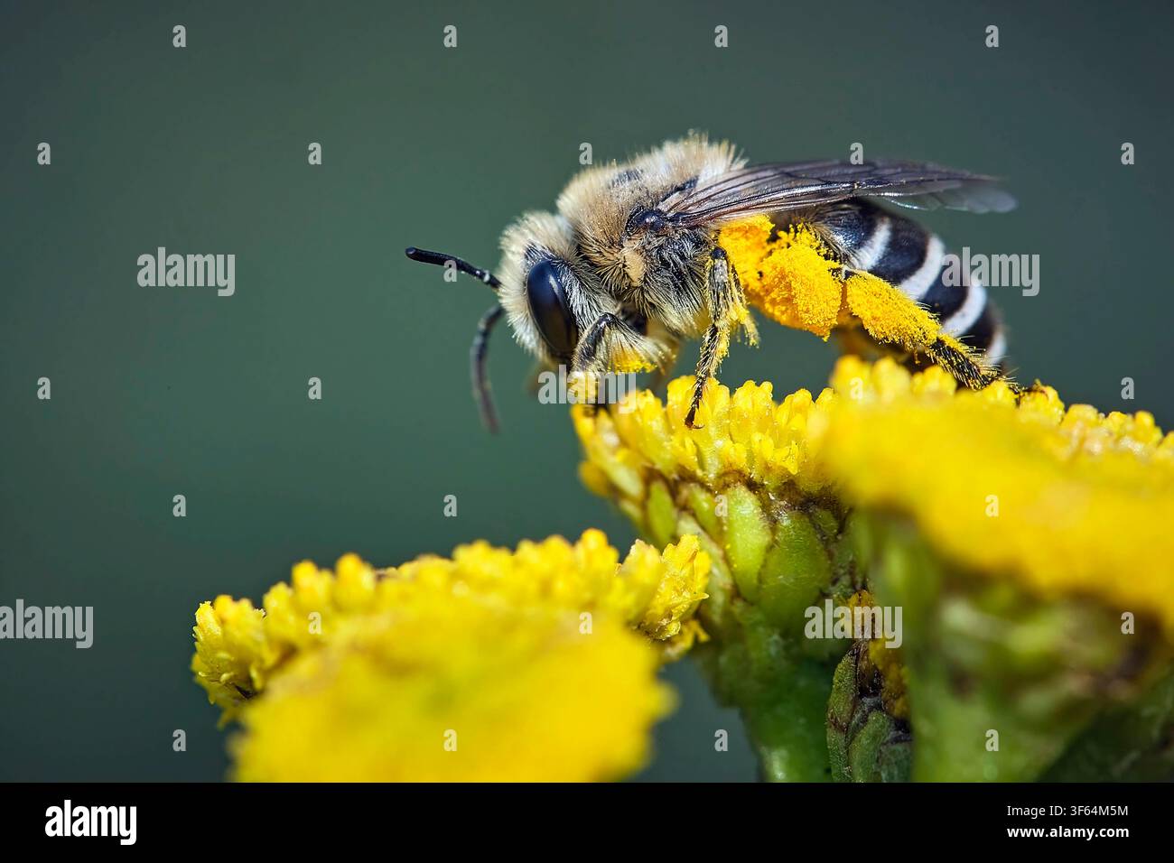 Gemeine Seidenbiene Colletes daviesanus . Gemeine Seidenbiene Colletes daviesanus . 20260727MIC0174 *** Gemeine Seidenbiene Colletes daviesanus Gemeine Seidenbiene Colletes daviesanus 20260727MIC0174 Stockfoto