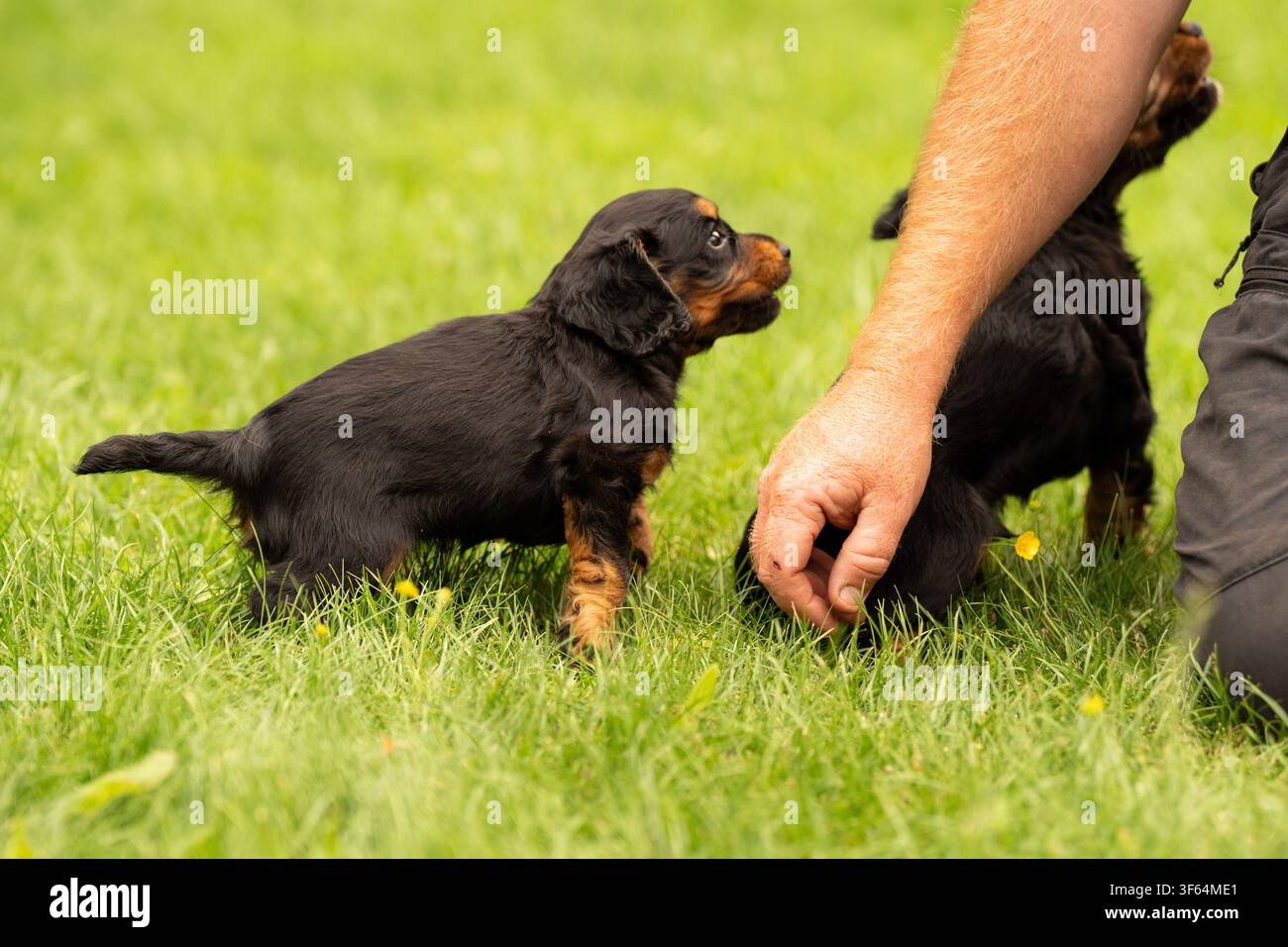 Arbeitende Cocker-Spaniel-Welpen Stockfoto