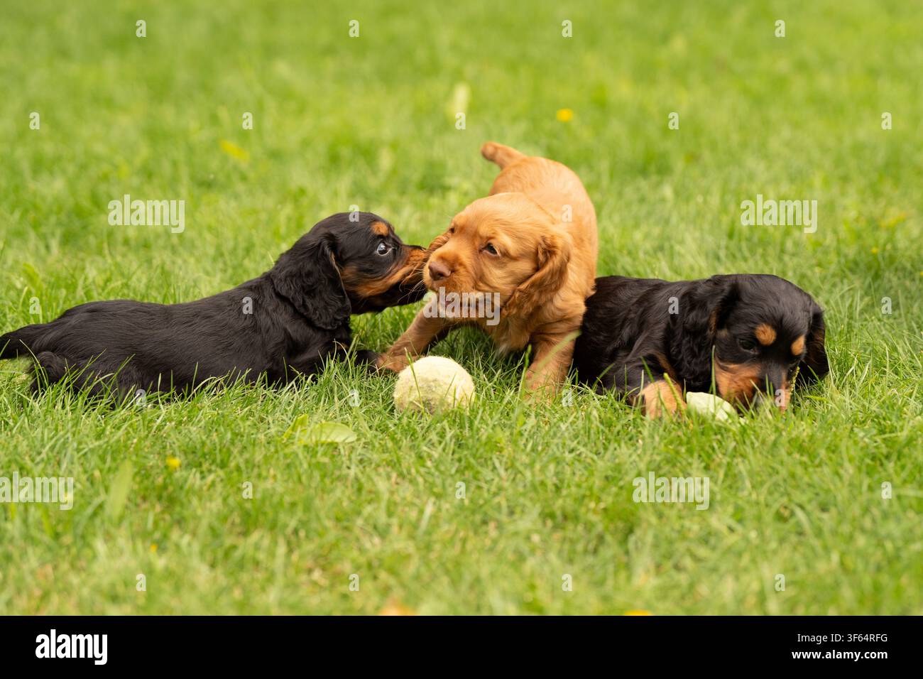 Arbeitende Cocker-Spaniel-Welpen Stockfoto