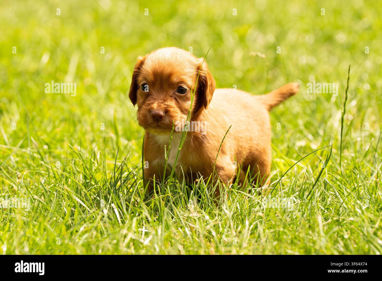 Arbeitende Cocker-Spaniel-Welpen Stockfoto