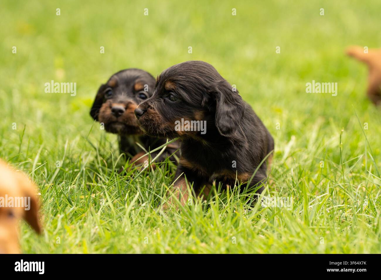 Arbeitende Cocker-Spaniel-Welpen Stockfoto