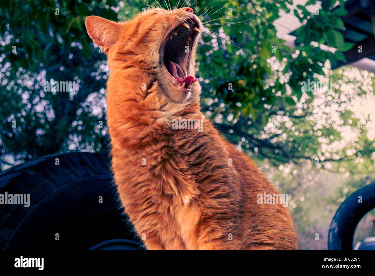 Eine Hauskatze mit orangefarbenem Tabby-Muster gähnt weit, während sie draußen in einer Gartenumgebung sitzt und einen dramatischen Gesichtsausdruck zeigt. Stockfoto