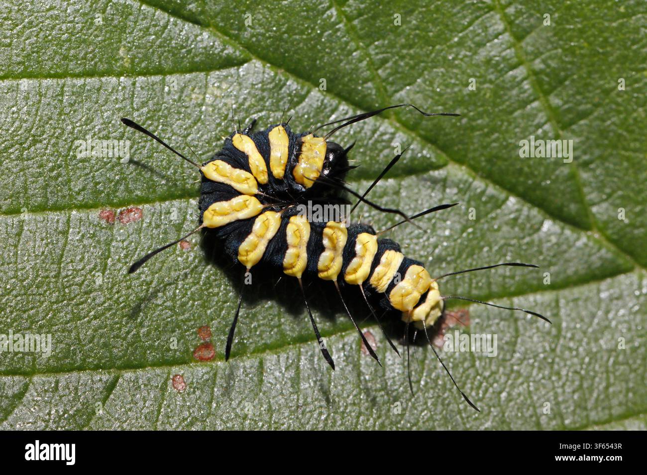 Eichenmottenraupe, UK. Stockfoto