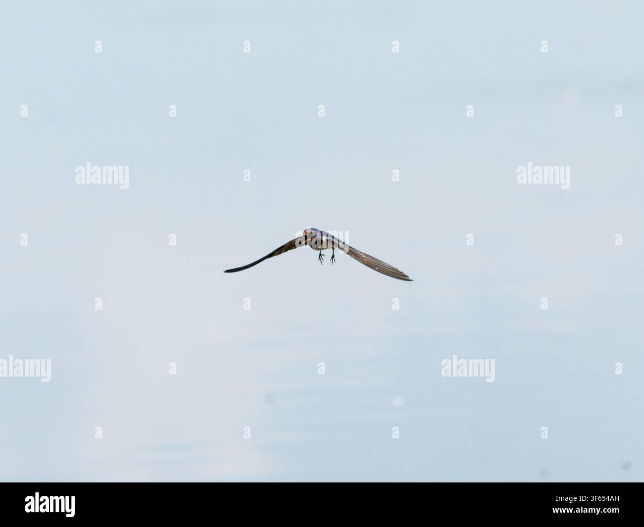 Schwalbe (Hirundo rustica) sitzt auf einem Draht in Rosnay, Frankreich Stockfoto