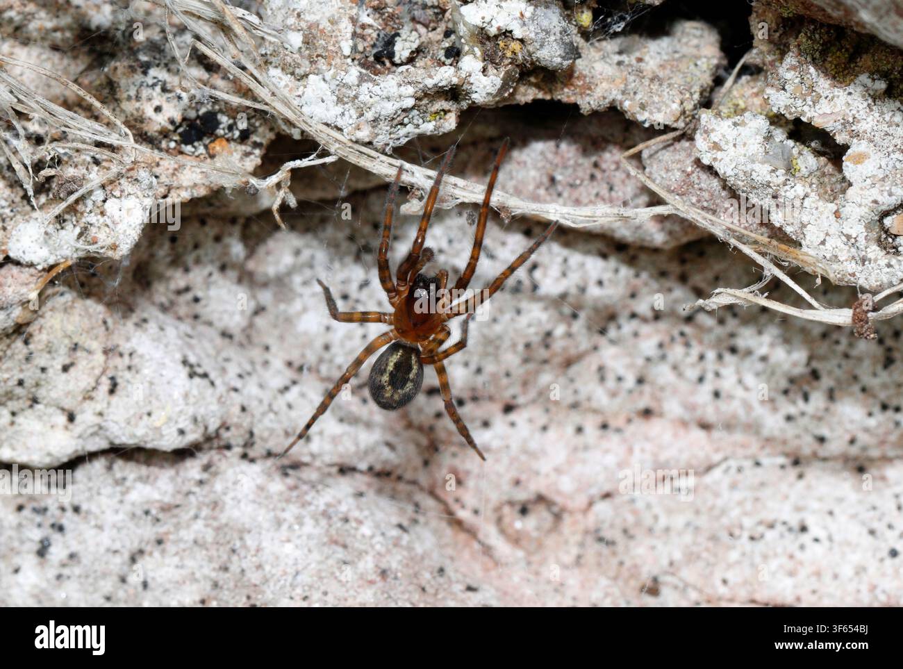 SPINNENWEBER (Amaurobius similis), UK. Stockfoto