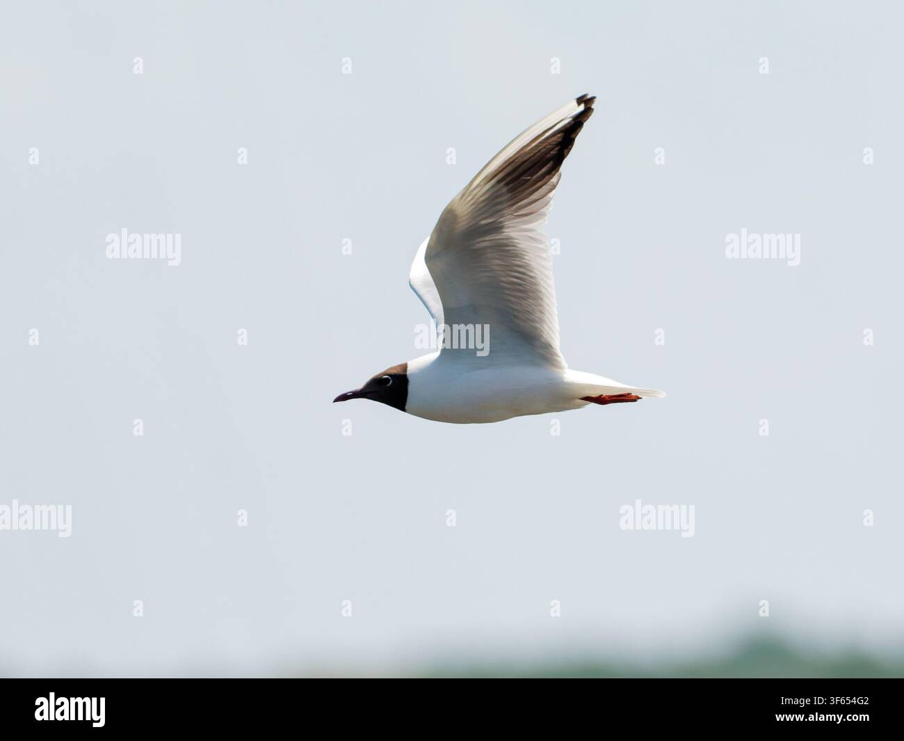 Möwenart mit schwarzem Kopf (Chroicocephalus ridibundus) fliegt vor einem klaren Himmel in der Nähe von Rosnay. Stockfoto