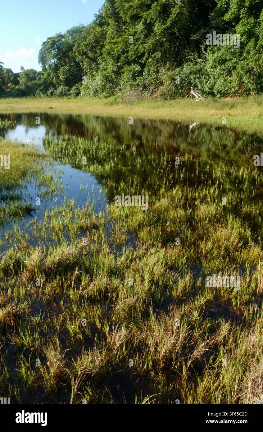 Atlantischer Wald in João Pessoa, Paraíba, Brasilien Stockfoto