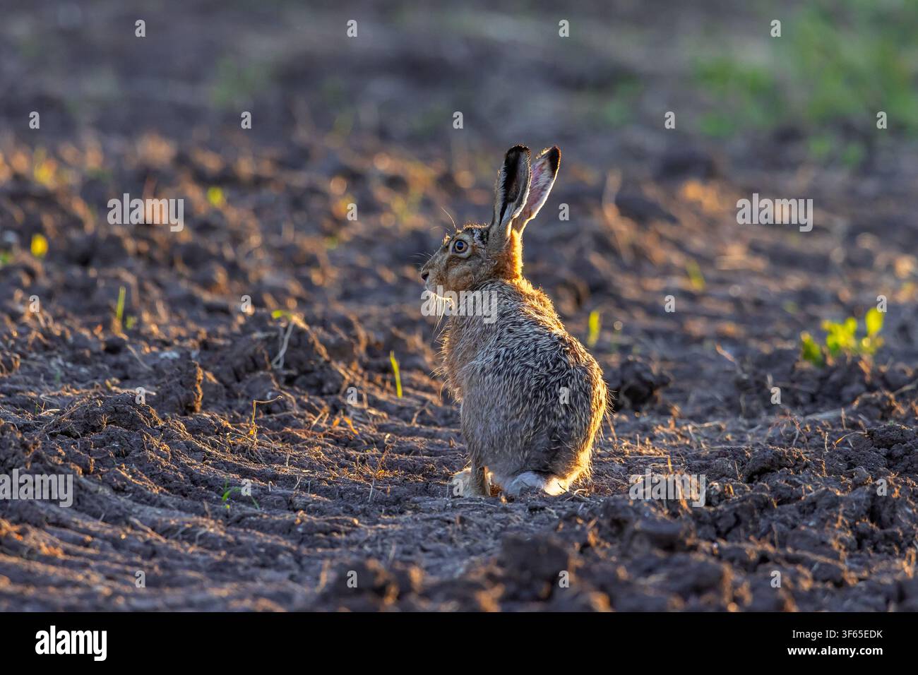 Europäischer Hase Lepus europaeus, erwachsener Hase, Schleswig-Holstein, Deutschland Stockfoto