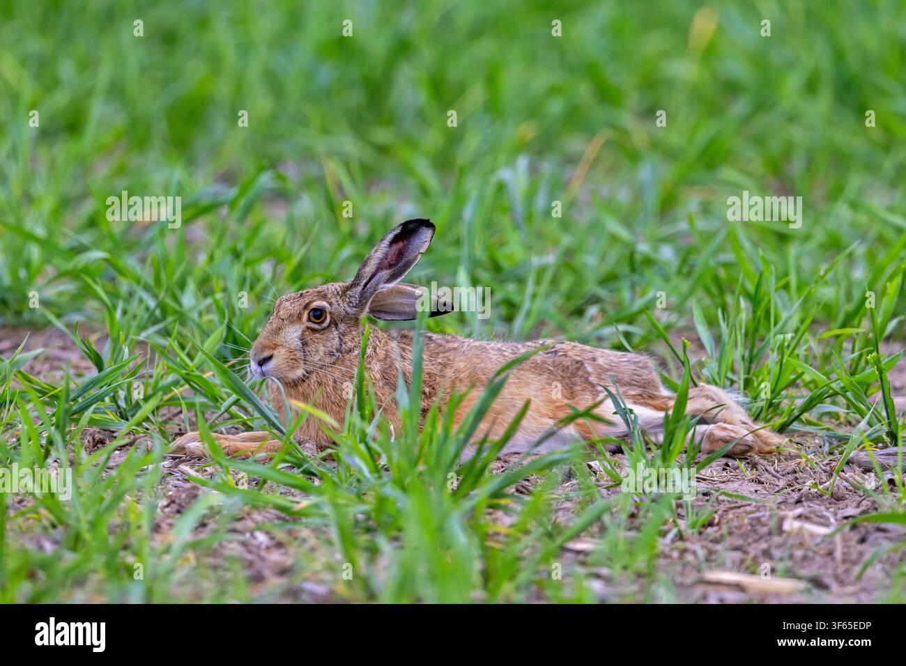 Europäischer Braunhase (Lepus europaeus) ruht auf einem Feld im Frühling Stockfoto