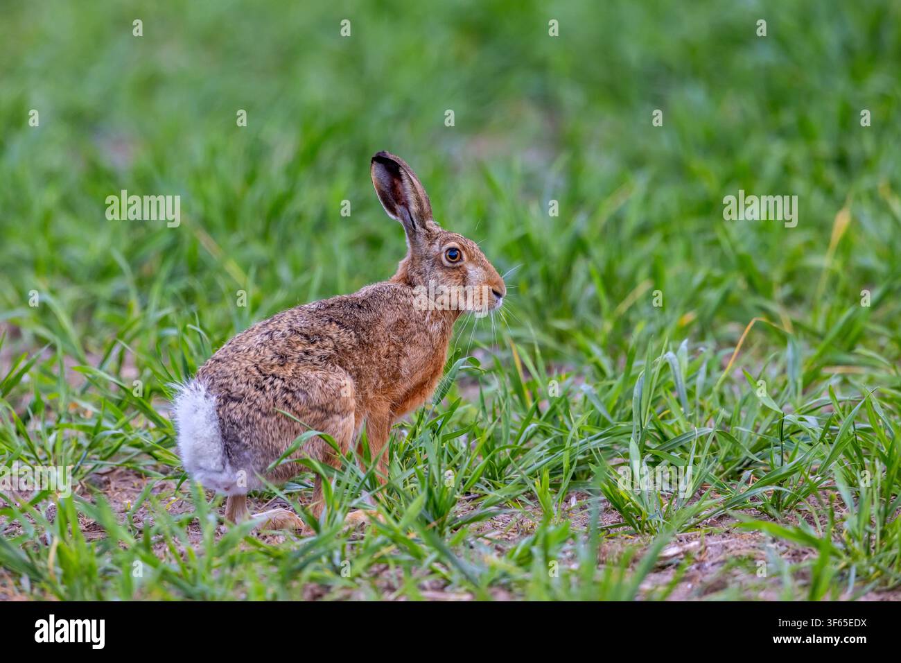 Europäischer Braunhase (Lepus europaeus) sucht im Frühling auf einem Feld nach Nahrung Stockfoto