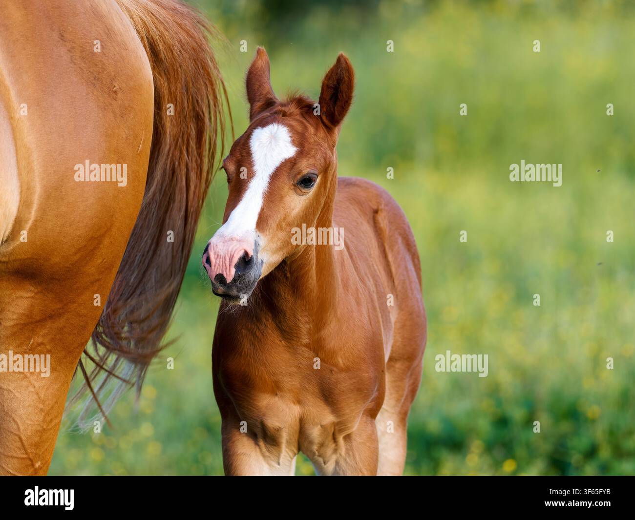 Ein Fohlen steht eng neben seiner Stute auf einem grünen Feld in Rosnay. Stockfoto
