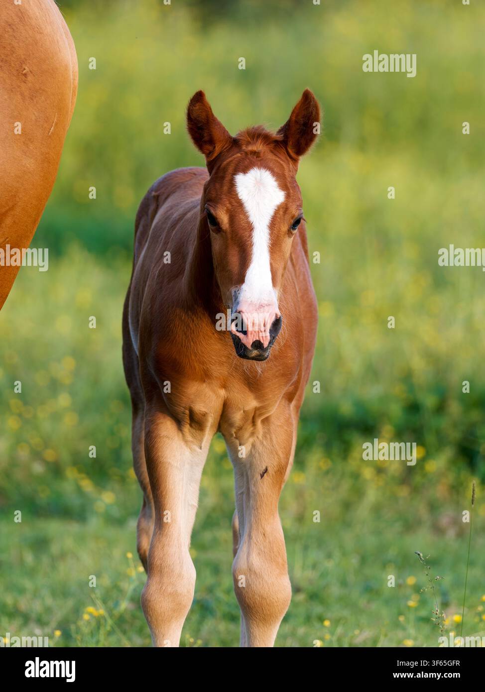 Ein Fohlen steht auf grünem Gras in der Nähe seines Mutterpferdes in Rosnay. Stockfoto