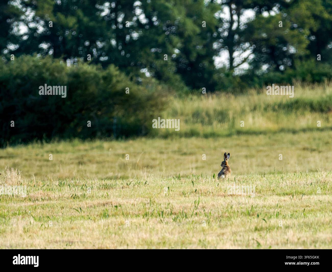 Europäischer Hase (Lepus europaeus) steht aufmerksam in einem Grashalmfeld nahe Rosnay. Stockfoto