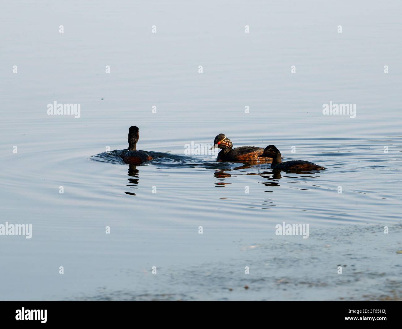 Drei Podiceps nigricollis, auch bekannt als Schwarzhalbegreifvögel, die auf ruhigem Wasser schwimmen. Stockfoto