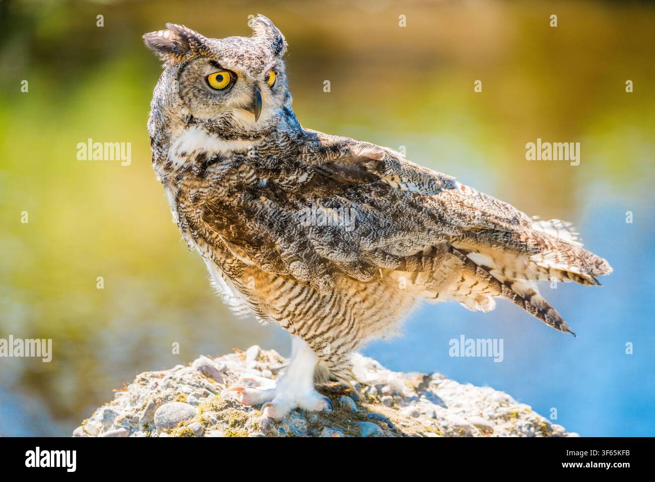 Eine Große Hornvögel (Bubo virginianus) steht auf einem felsigen Sitzplatz aufrecht und schaut über die Schulter gegen einen weichen, hellen Hintergrund zurück. Stockfoto