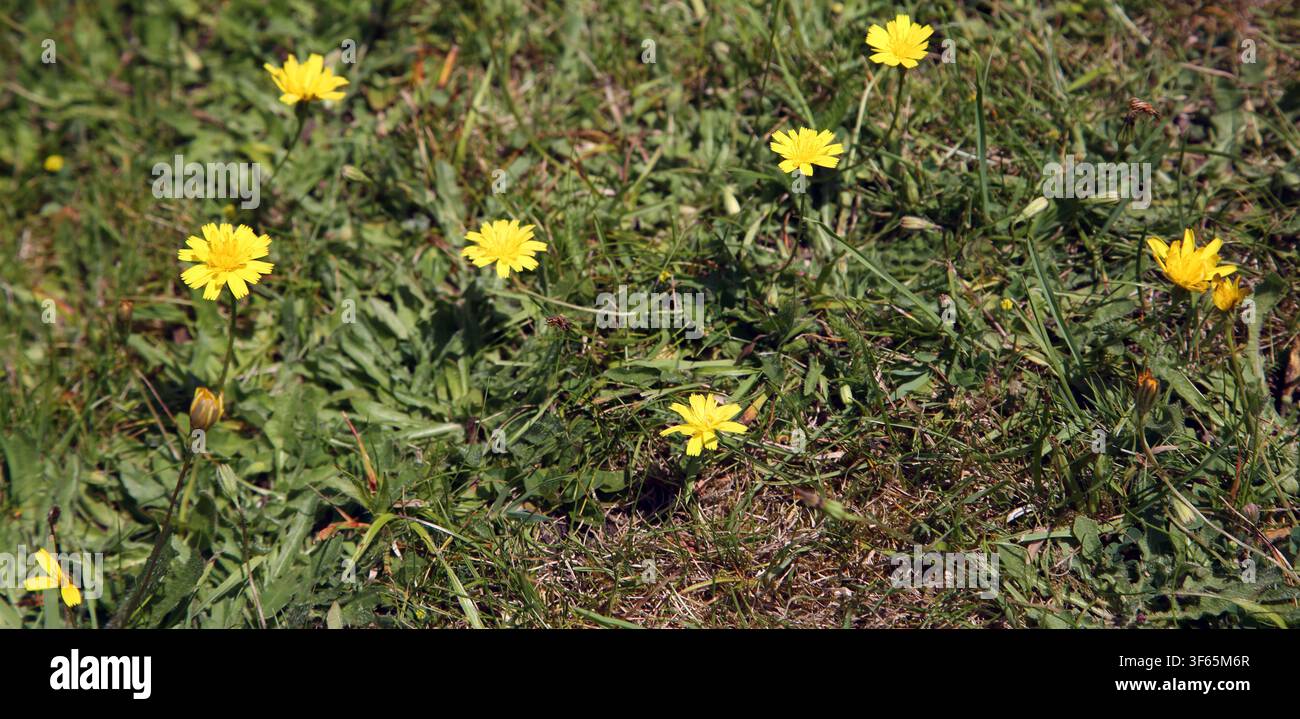 Glattes Habichtskraut (Crepis Capillaris) Stockfoto