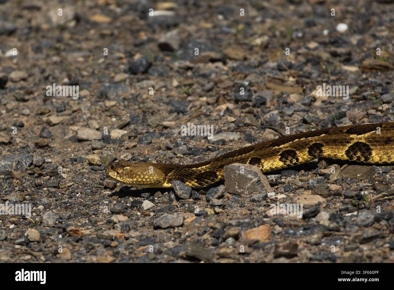 Waldschlangenotter (Crotalus horridus) kriecht über einen felsigen Erdweg in ihrem natürlichen Lebensraum, Nahaufnahmedetails des Kopfes der giftigen Grubenotter Stockfoto