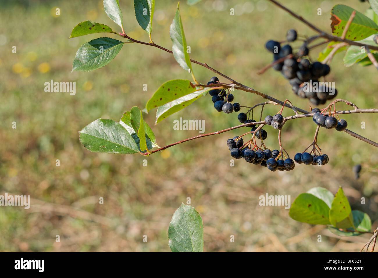 Reife Aroniabeeren hängen von einem Zweig mit weichem Hintergrund Stockfoto