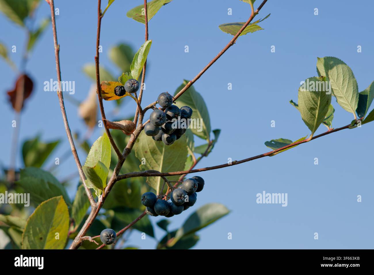Reife schwarze Chokeberries, die an einem Aronia-Strauch gegen einen blauen Himmel wachsen Stockfoto