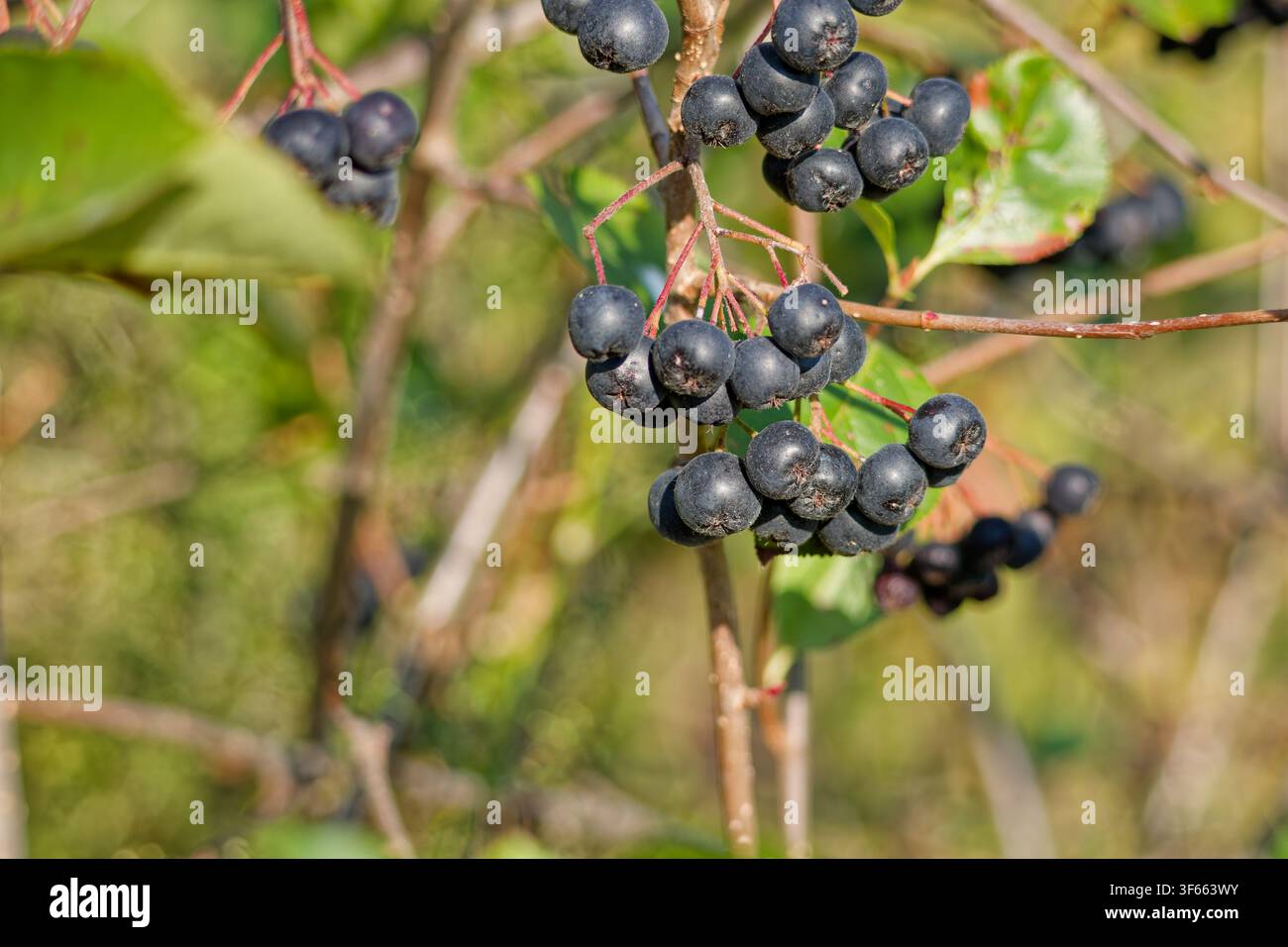 Büschel reifer schwarzer Apfelbeeren, die an Aronia-Sträuchern wachsen Stockfoto