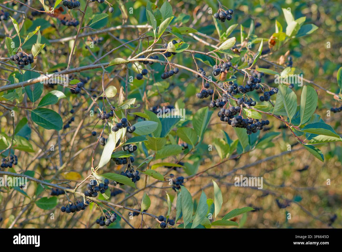 Chokeberry-Strauch, bedeckt mit Büscheln reifer schwarzer Beeren Stockfoto