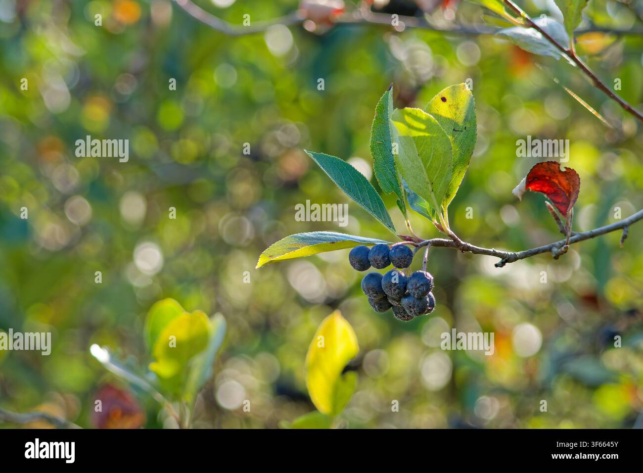 Reife schwarze Apfelbeeren auf einem Zweig mit farbenfrohem natürlichem Bokeh Stockfoto