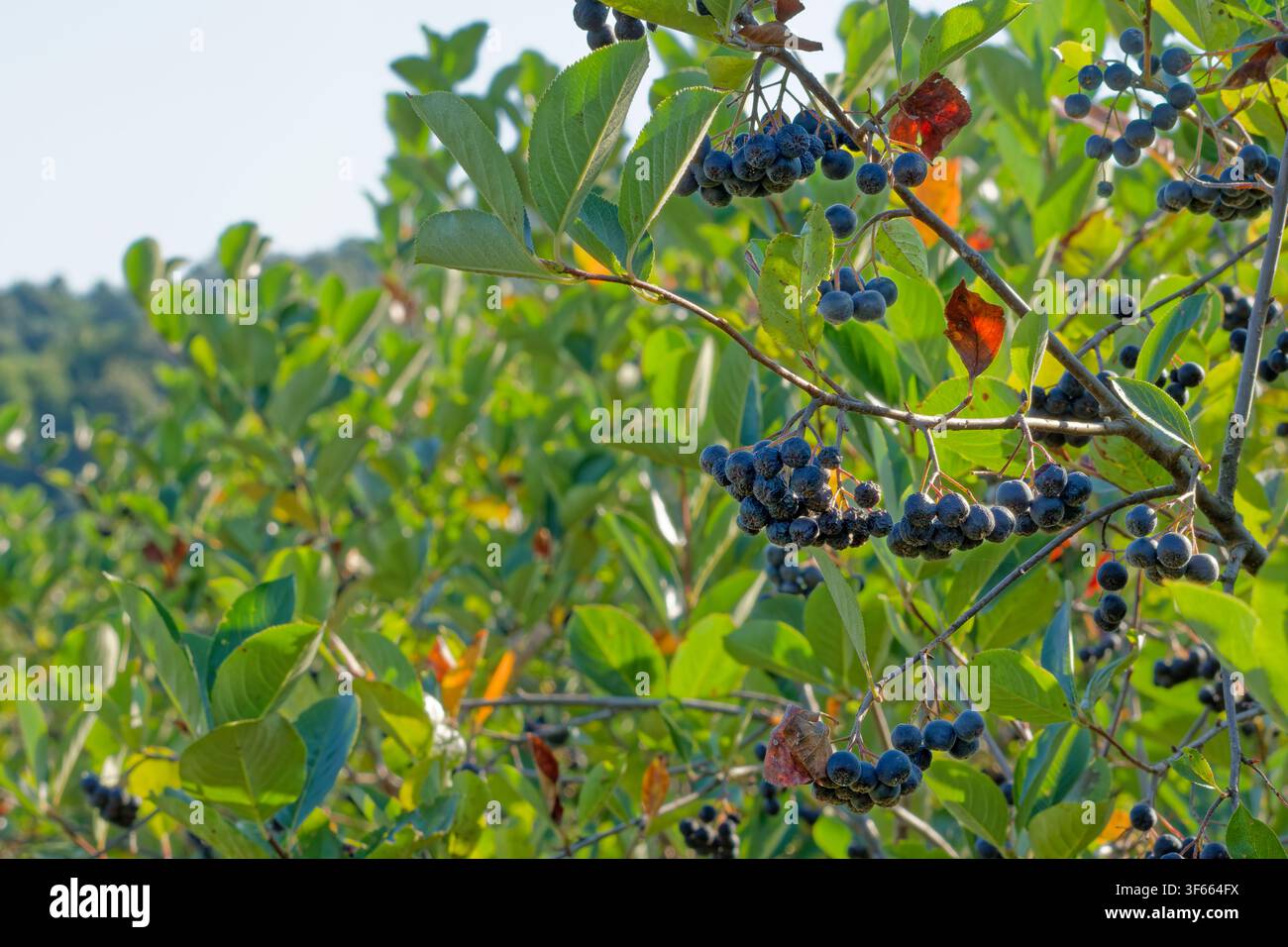 Reife schwarze Apfelbeeren, die im Sommer an einem belaubten Strauch wachsen Stockfoto