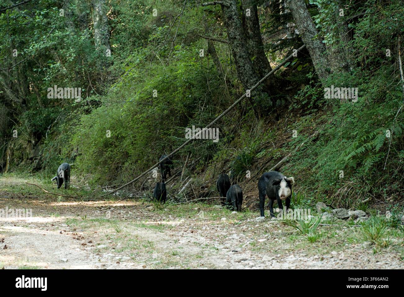 evisa Wald Korsika Insel Stockfoto