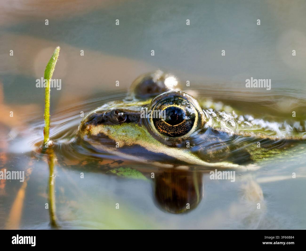 Nahaufnahme einer Pelophylax-Art-Frösche, die teilweise im Wasser im Mzires-en-Brenne versunken ist Stockfoto