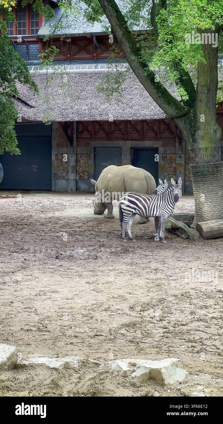 Zebra und Nashorn zusammen in einem Zoo-Gehege. Zebras und ein Nashorn teilen sich ein Gehege in einem Zoo und zeigen Wildtierschutz und gemischte Species - Smartphone-aufgenommenes Stockfoto