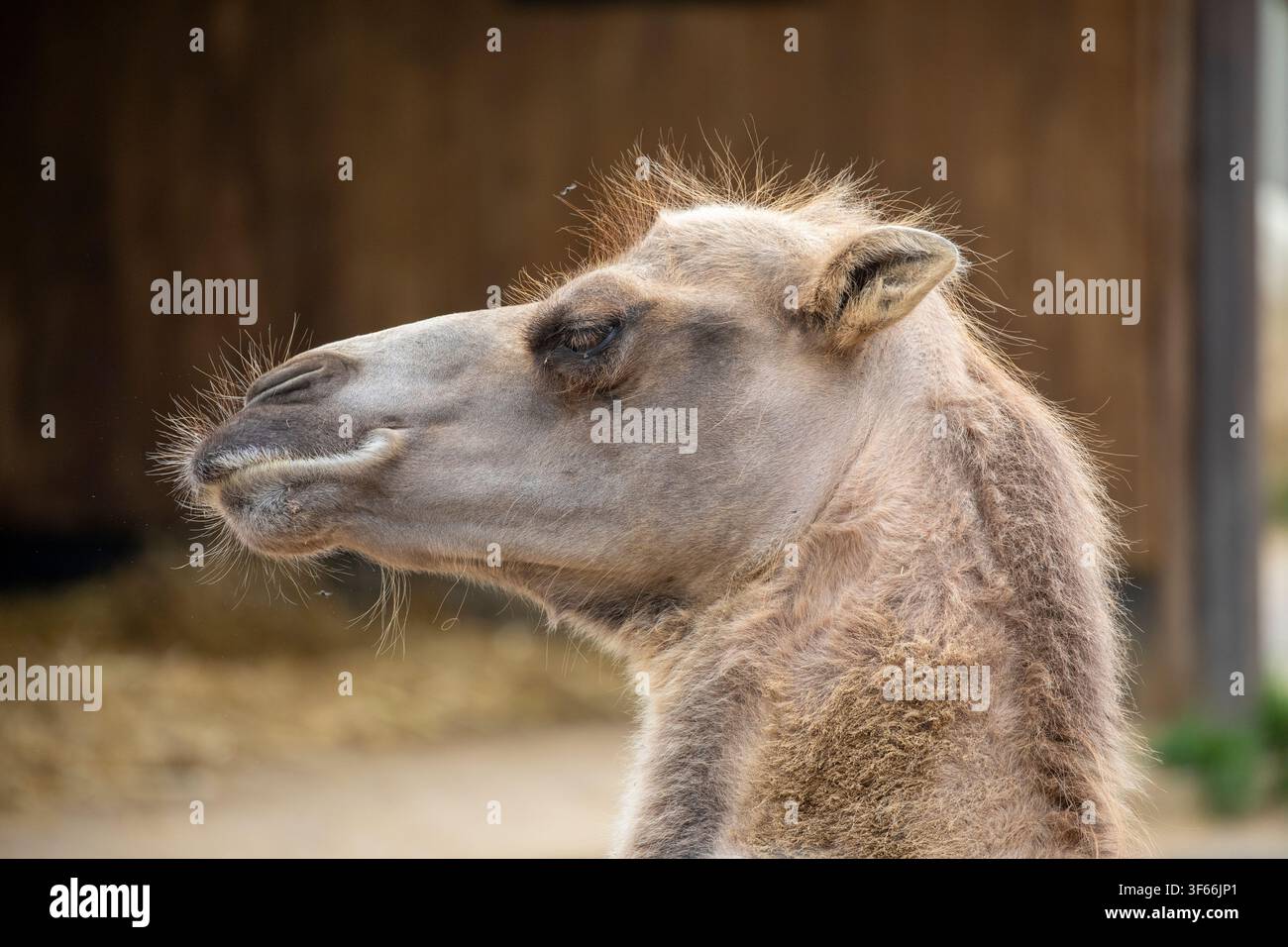 Ein Nahaufnahme-Profilporträt eines Kamels (Camelus) mit einem weichen braunen Fell, das vor einer Holzscheunenstruktur nach vorne blickt. Stockfoto